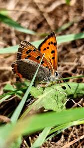 Attēlu rezultāti vaicājumam “Lycaena phlaeas male”