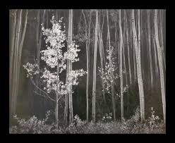 Image result for Ansel Adams Aspens New Mexico