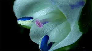 Attēlu rezultāti vaicājumam “Veronica serpyllifolia flower”