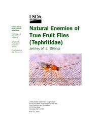 Attēlu rezultāti vaicājumam “Tephritidae”