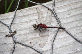 Attēlu rezultāti vaicājumam “Leucorrhinia dubia male”