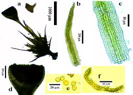 Attēlu rezultāti vaicājumam “Seligeria donniana sporophyte”