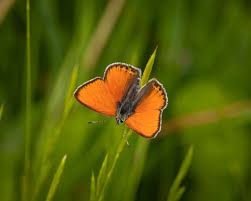 Attēlu rezultāti vaicājumam “Lycaena hippothoe”