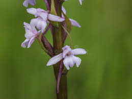 Attēlu rezultāti vaicājumam “Gymnadenia conopsea leaf”
