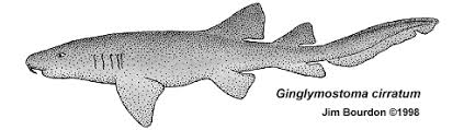 Image result for Ginglymostoma unami