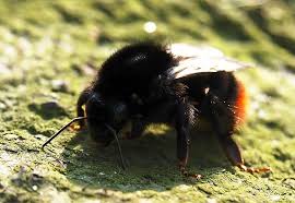 Attēlu rezultāti vaicājumam “Bombus lapidarius”