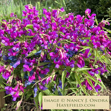 Attēlu rezultāti vaicājumam “Lathyrus vernus”