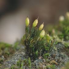 Attēlu rezultāti vaicājumam “Orthotrichum anomalum”