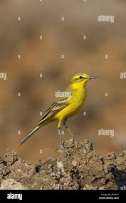 Attēlu rezultāti vaicājumam “Motacilla flava flava adult”