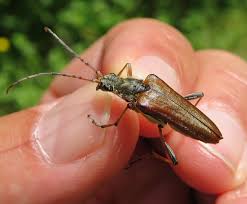 Attēlu rezultāti vaicājumam “Stenocorus meridianus”