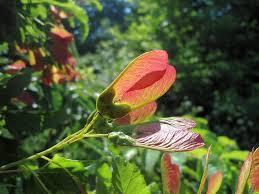 Attēlu rezultāti vaicājumam “Acer tataricum fruit”