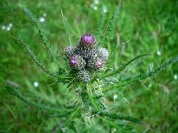 Attēlu rezultāti vaicājumam “Cirsium palustre flower”