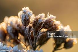 Attēlu rezultāti vaicājumam “Achillea millefolium bud”