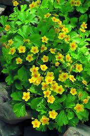 Attēlu rezultāti vaicājumam “Waldsteinia geoides”