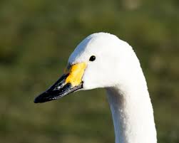 Image result for Sussex Swans