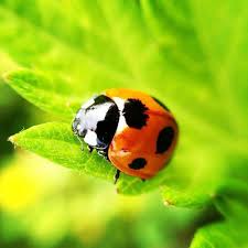 Attēlu rezultāti vaicājumam “macro”