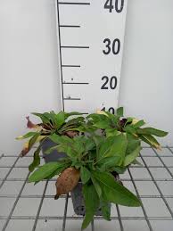 Attēlu rezultāti vaicājumam “Centaurea jacea fruit”