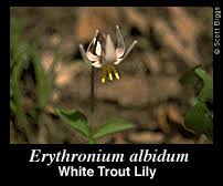 Attēlu rezultāti vaicājumam “Liceaceae”