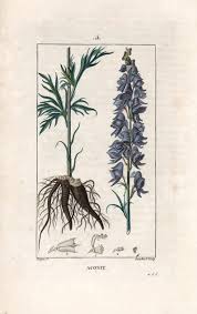 Image result for Aconitum napellus