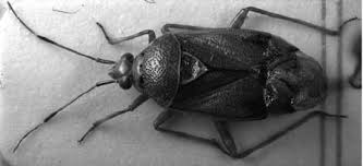 Attēlu rezultāti vaicājumam “Deraeocoris ruber imago”