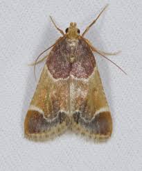 Attēlu rezultāti vaicājumam “Pyralis farinalis”