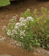 Image result for Iberis amara