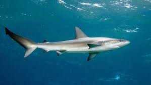Image result for Carcharhinus galapagensis