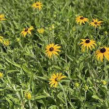 Image result for Rudbeckia fulgida