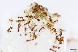 Attēlu rezultāti vaicājumam “Myrmica rubra”