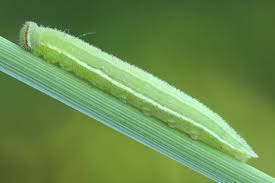 Attēlu rezultāti vaicājumam “Hyponephele lycaon”