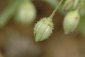 Attēlu rezultāti vaicājumam “Spergularia rubra flower”