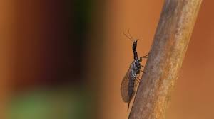 Attēlu rezultāti vaicājumam “Raphidioptera”