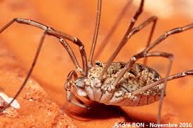 Attēlu rezultāti vaicājumam “Phalangium opilio”