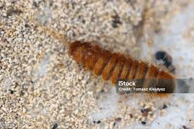 Attēlu rezultāti vaicājumam “Anthrenus sp. larva”