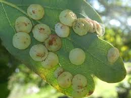 Attēlu rezultāti vaicājumam “Elymus caninus fruit”