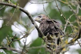 Attēlu rezultāti vaicājumam “Buteo buteo nest”