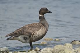 Attēlu rezultāti vaicājumam “Branta bernicla”