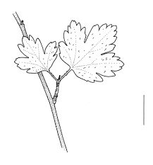 Attēlu rezultāti vaicājumam “Ribes alpinum leaf”