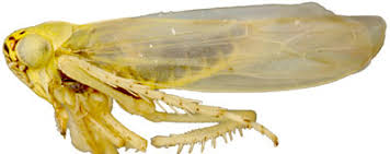 Attēlu rezultāti vaicājumam “Macrosteles nymph”