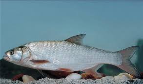 Image result for Aspius aspius