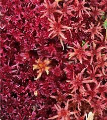 Attēlu rezultāti vaicājumam “Sphagnum balticum”