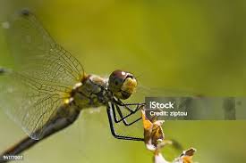 Attēlu rezultāti vaicājumam “Gomphus vulgatissimus”