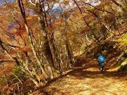 「西沢一樹」の画像検索結果