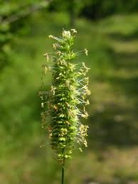 Attēlu rezultāti vaicājumam “Cynosurus cristatus flower”