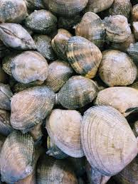 Image result for Clams