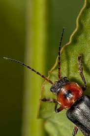 Attēlu rezultāti vaicājumam “Cantharis rustica”