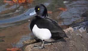 Image result for Aythya fuligula