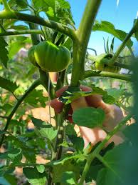 Afbeeldingsresultaat voor carbon tomato