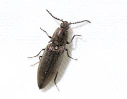 Attēlu rezultāti vaicājumam “Actenicerus sjaelandicus”