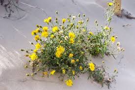 Attēlu rezultāti vaicājumam “Tragopogon heterospermus leaf”